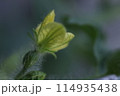 スイカの雌花 114935438