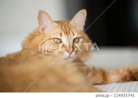 気持ちよさそうに横になる猫 114935745