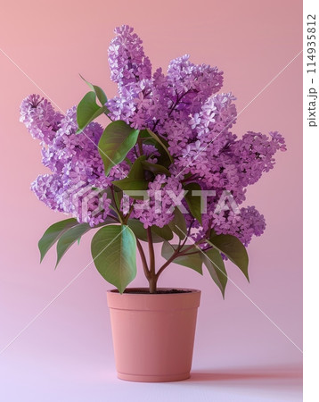 Lilac in a plant pot and a light colored background Lilac in a plant pot and a light colored background 114935812