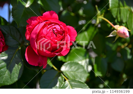 バラが咲いてます 114936199