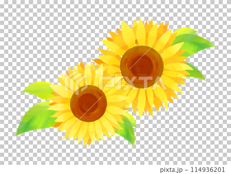 水彩紋理的向日葵 114936201