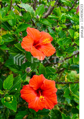 ハイビスカス（アオイ科フヨウ属ブッソウゲ） 114936233