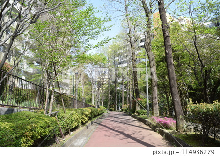 横浜市旭区 若葉台団地の遊歩道 114936279