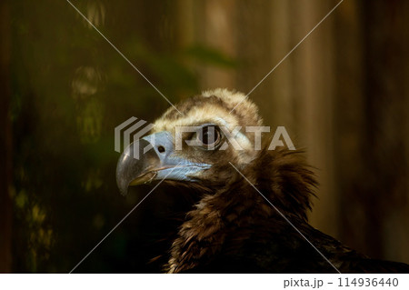 European Black vulture head portrait European Black vulture head portrait 114936440