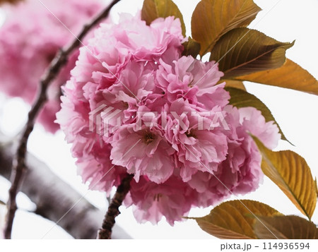 ヤエザクラ 114936594