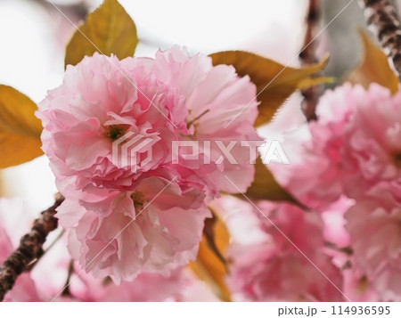 ヤエザクラ ヤエザクラ 114936595