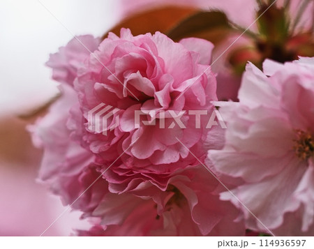 ヤエザクラ 114936597