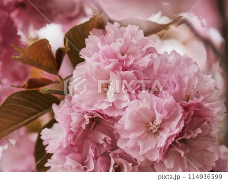 ヤエザクラ 114936599