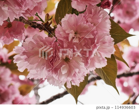 ヤエザクラ 114936603