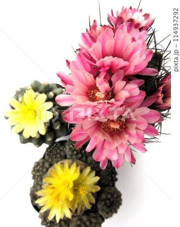 サボテンの花 サボテンの花 114937292