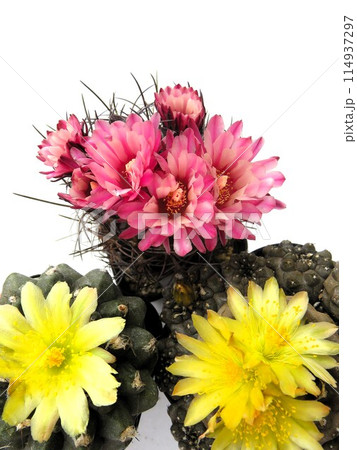 サボテンの花 114937297