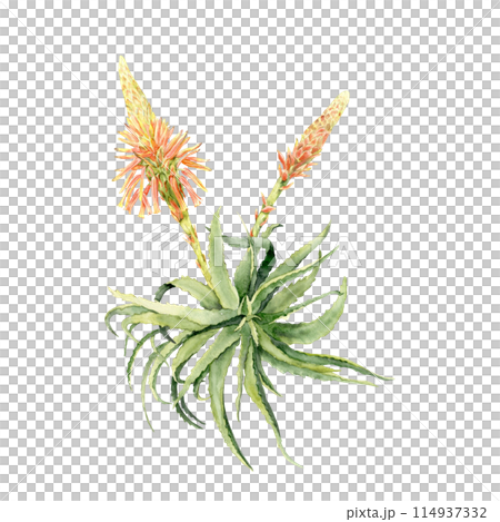 aloe rosette with flowers. aloe rosette with flowers. 114937332