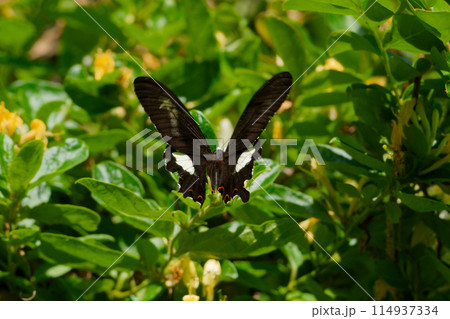 日本最大級の蝶アゲハチョウ科モンキアゲハ 114937334