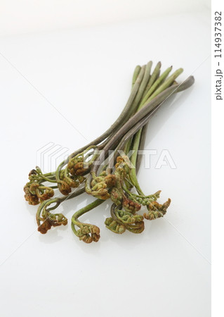 春の山菜わらび 114937382