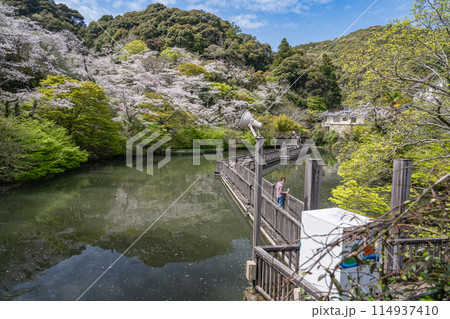 奥山公園の満開の桜のある風景(静岡県) 奥山公園の満開の桜のある風景(静岡県) 114937410
