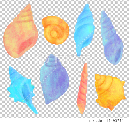 Colorful conch shell illustration set 114937544