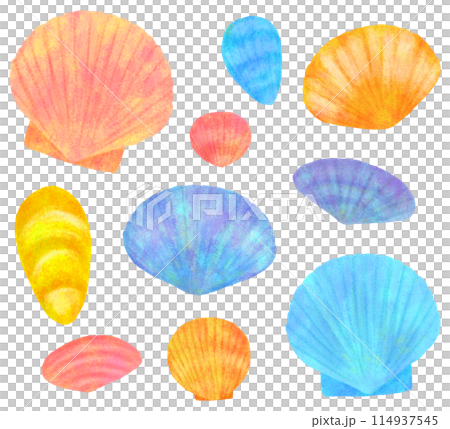 Cute bivalve shell illustration set 114937545