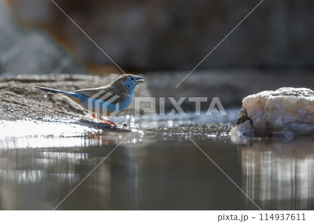 Blue breasted Cordonbleu in Kruger National park, South Africa 114937611