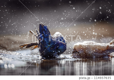 Cape Glossy Starling in Kruger National park, South Africa Cape Glossy Starling in Kruger National park, South Africa 114937635