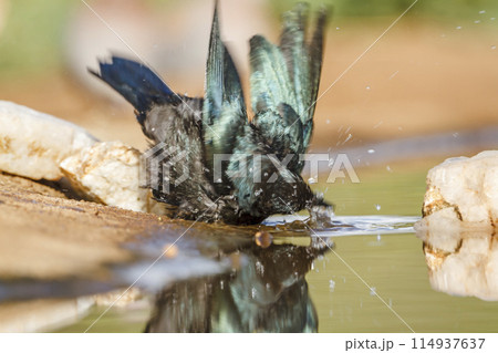 Cape Glossy Starling in Kruger National park, South Africa 114937637