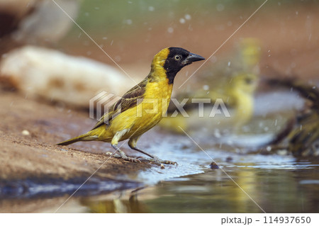 Lesser Masked Weaver in Kruger National park, South Africa Lesser Masked Weaver in Kruger National park, South Africa 114937650