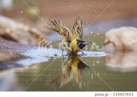 Lesser Masked Weaver in Kruger National park, South Africa Lesser Masked Weaver in Kruger National park, South Africa 114937653