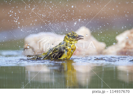 Lesser Masked Weaver in Kruger National park, South Africa Lesser Masked Weaver in Kruger National park, South Africa 114937670