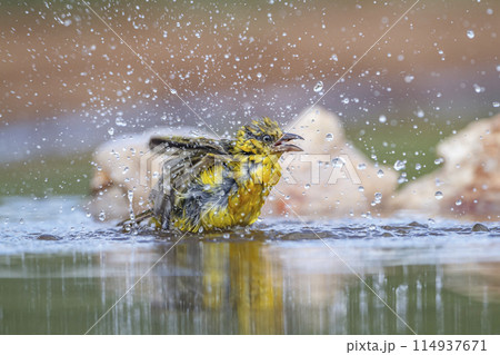 Lesser Masked Weaver in Kruger National park, South Africa Lesser Masked Weaver in Kruger National park, South Africa 114937671
