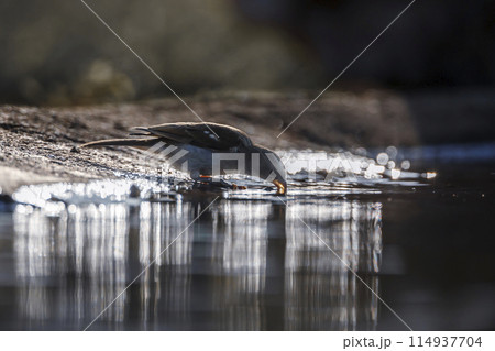 Southern Grey headed Sparrow in Kruger National park, South Africa 114937704