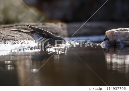 Southern Grey headed Sparrow in Kruger National park, South Africa 114937706