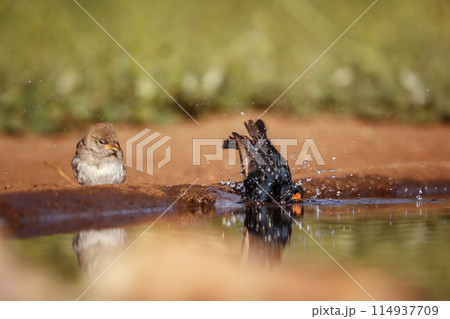 Village Indigobird in Kruger National park, South Africa Village Indigobird in Kruger National park, South Africa 114937709