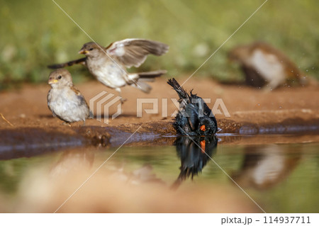 Village Indigobird in Kruger National park, South Africa 114937711