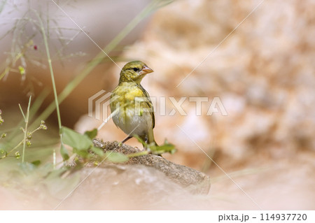 Village weaver in Kruger National park, South Africa Village weaver in Kruger National park, South Africa 114937720
