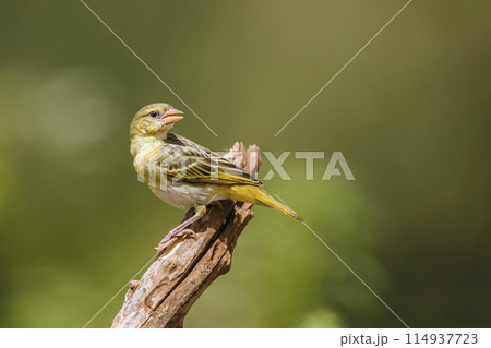 Village weaver in Kruger National park, South Africa 114937723