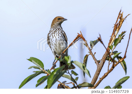 Violet backed starling in Kruger National park, South Africa Violet backed starling in Kruger National park, South Africa 114937729