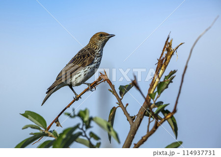 Violet backed starling in Kruger National park, South Africa Violet backed starling in Kruger National park, South Africa 114937731