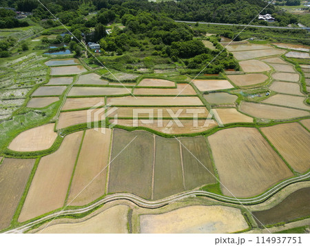 田植えが終わった棚田　空撮 114937751