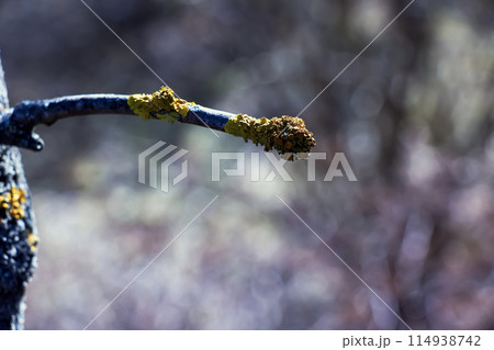 Ginkgo biloba tree bark. Tree bark background texture. Skin of living nature Ginkgo biloba tree bark. Tree bark background texture. Skin of living nature 114938742