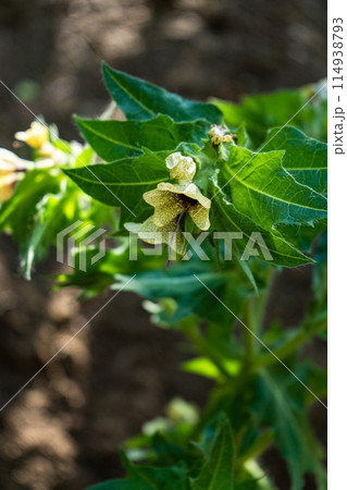 Spring nature in the park Spring nature in the park 114938793