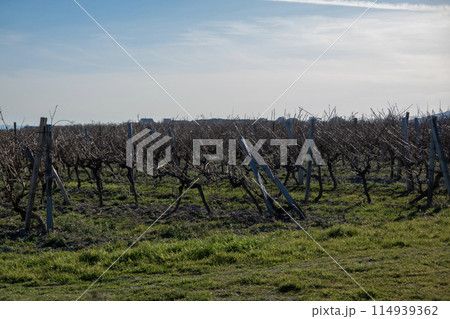 Rows of vineyards in early spring in Kuban Rows of vineyards in early spring in Kuban 114939362