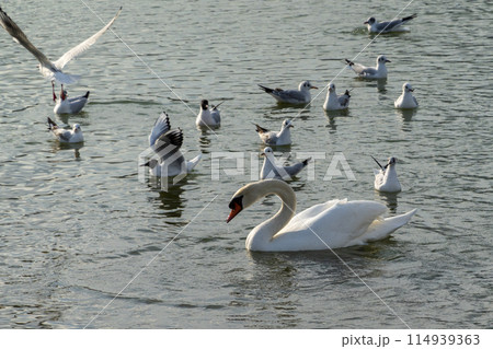 White swan in the lake with blue dark background White swan in the lake with blue dark background 114939363