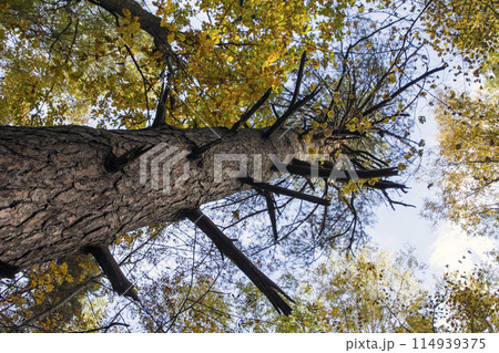 Elm tree bark structure natural background background Elm tree bark structure natural background background 114939375