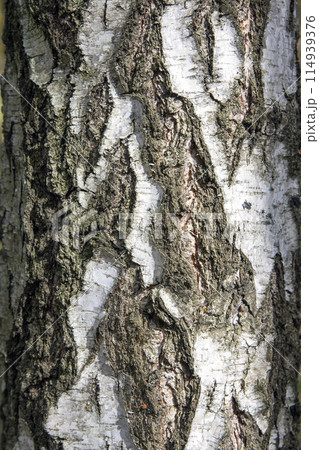 Birch tree bark structure natural background background Birch tree bark structure natural background background 114939376