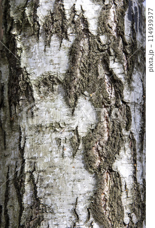 Birch tree bark structure natural background background Birch tree bark structure natural background background 114939377
