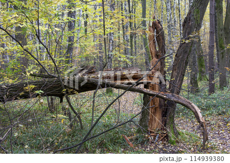 Broken tree trunk after thunderstorm hurricane in the park 114939380
