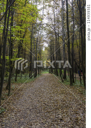 View of the park alley in the autumn season 114939381