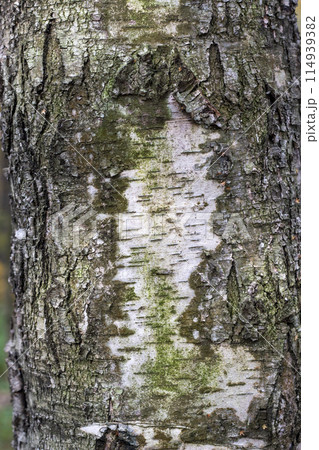 Birch tree bark structure natural background background 114939382