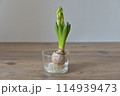 ヒヤシンスの蕾と球根 114939473
