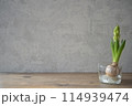 ヒヤシンスの蕾と球根 114939474