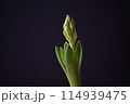 ヒヤシンスの蕾 114939475